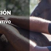 Clinic masajes rehabilitacion caballos
